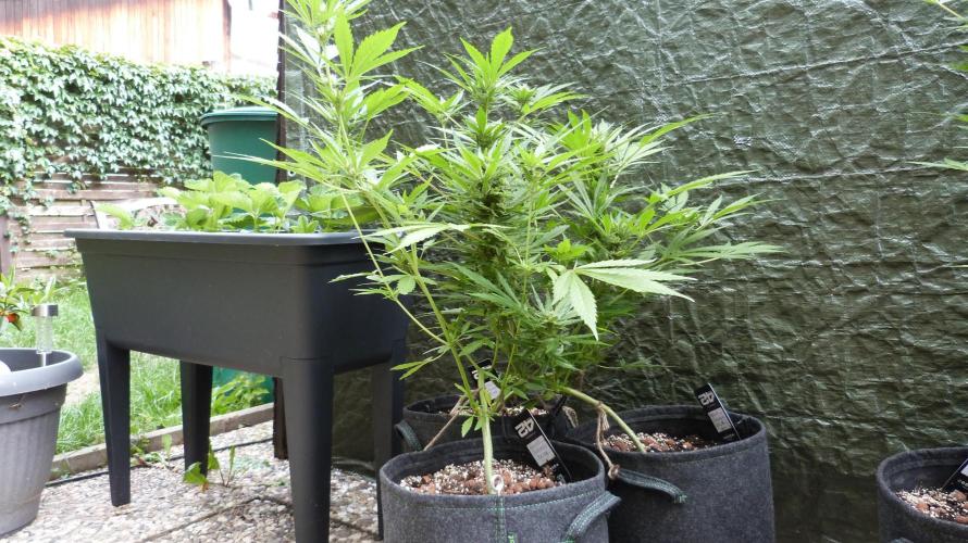 3in1 OUTDOOR Apricot Automatic FastBuds. Week 10