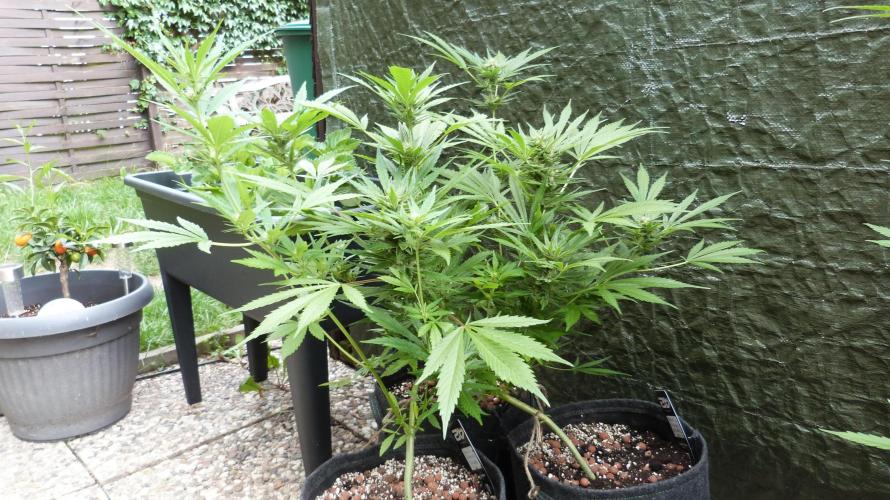 3in1 OUTDOOR Apricot Automatic FastBuds. Week 10