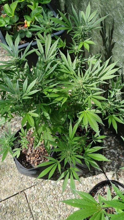 3in1 OUTDOOR Apricot Automatic FastBuds