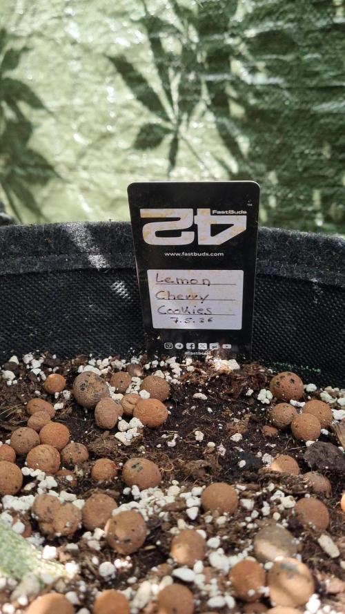 3in1 Outdoor Lemon Cherry Cookies Auto