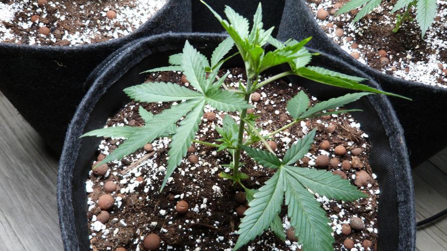 GoodGenetix G-Donutz Automatic. Week 4 - 25.07.2026