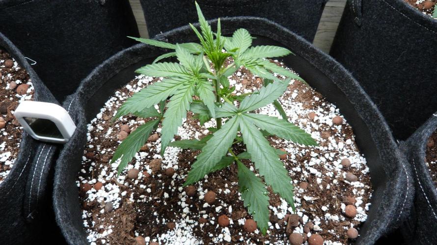 GoodGenetix G-Donutz Automatic. Week 4 - 25.07.2026