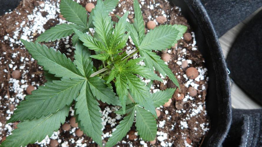 GoodGenetix G-Donutz Automatic. Week 4 - 25.07.2026