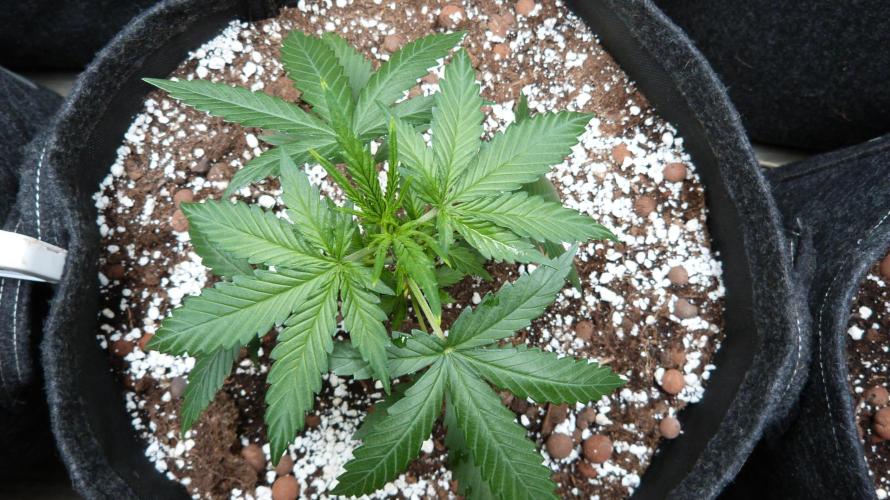 GoodGenetix G-Donutz Automatic. Week 4 - 25.07.2026