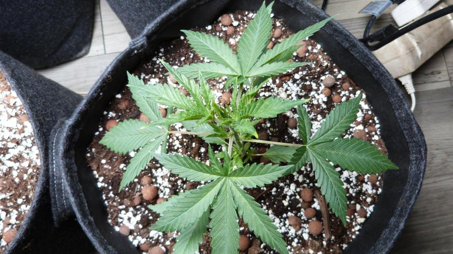 GoodGenetix G-Donutz Automatic. Week 4 - 25.07.2026