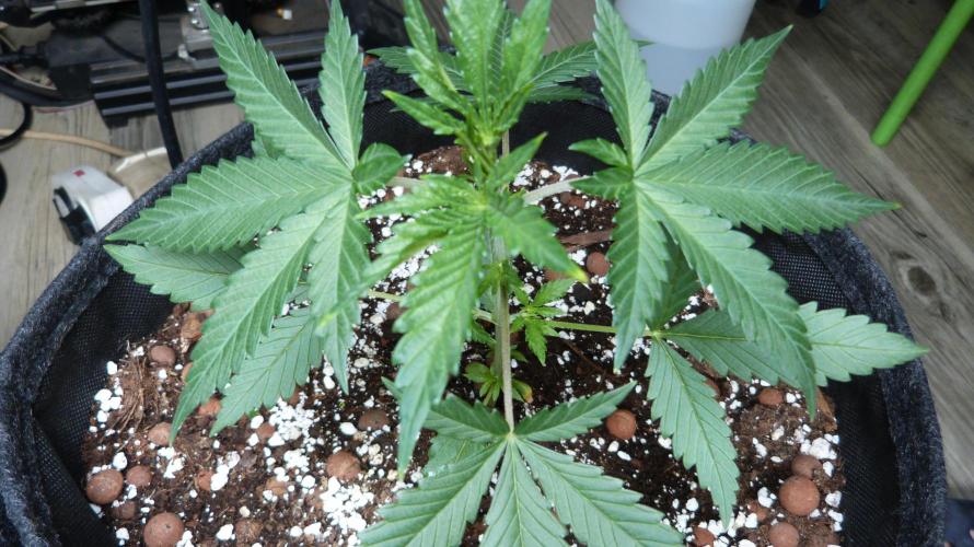 GoodGenetix G-Donutz Automatic. Week 4 - 25.07.2026
