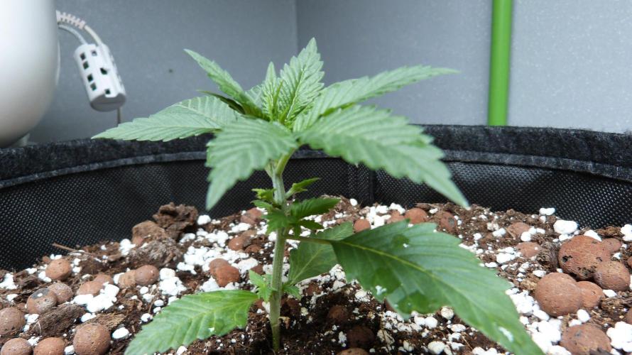 GoodGenetix Permanent-G Automatic. Week 4 - 25.07.2026