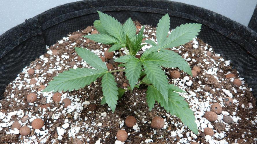 GoodGenetix Permanent-G Automatic. Week 4 - 25.07.2026