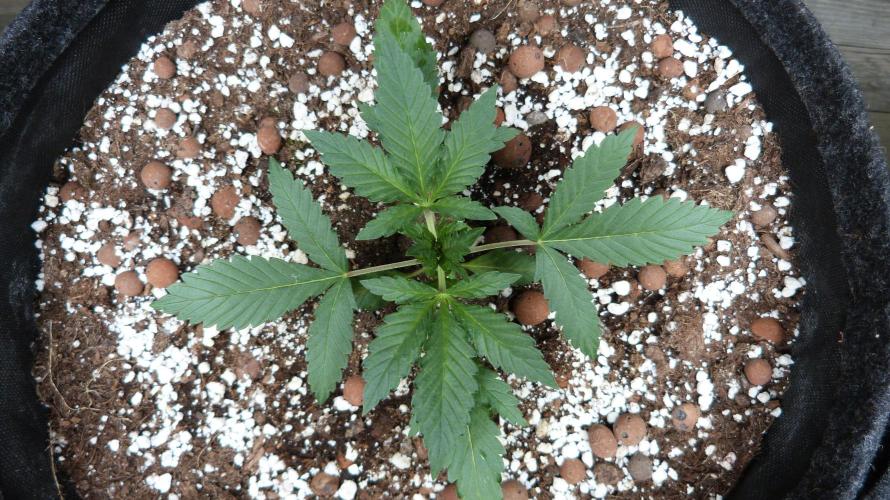 GoodGenetix Permanent-G Automatic. Week 4 - 25.07.2026