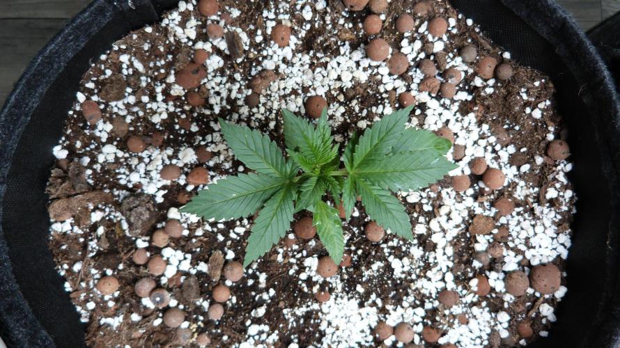 GoodGenetix Permanent-G Automatic. Week 4 - 25.07.2026