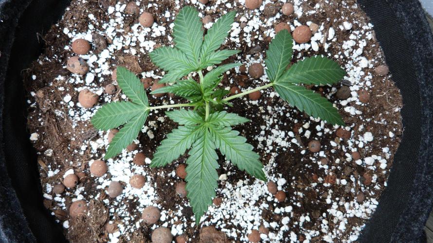 GoodGenetix Permanent-G Automatic. Week 4 - 25.07.2026