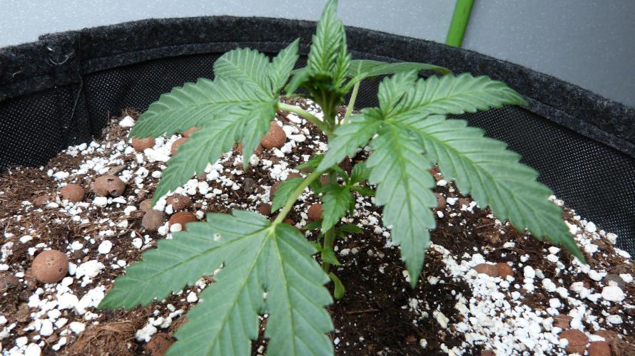 GoodGenetix Permanent-G Automatic. Week 4 - 25.07.2026