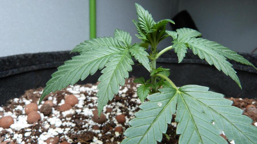 GoodGenetix Permanent-G Automatic. Week 4 - 25.07.2026