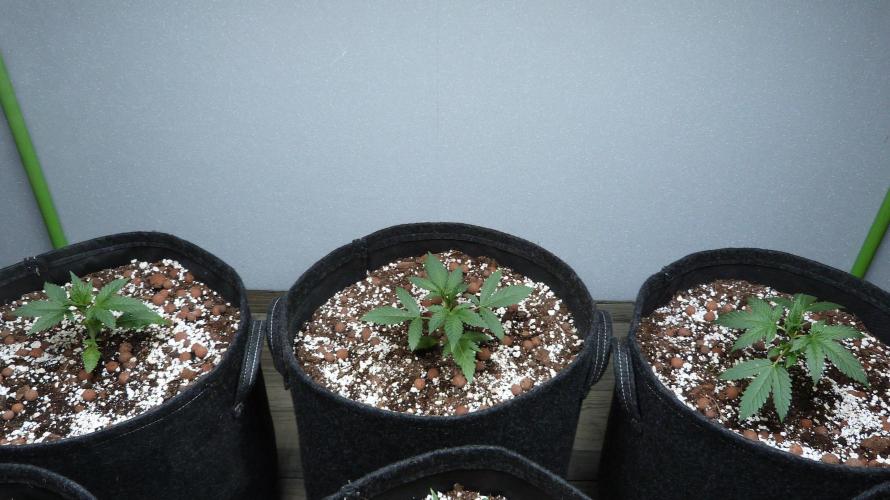 GoodGenetix Permanent-G Automatic. Week 4 - 25.07.2026