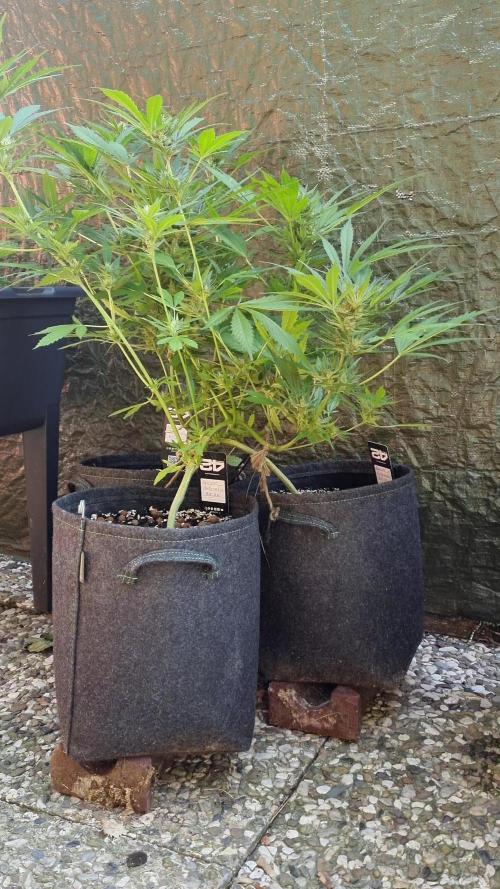 3in1 OUTDOOR Apricot Automatic FastBuds