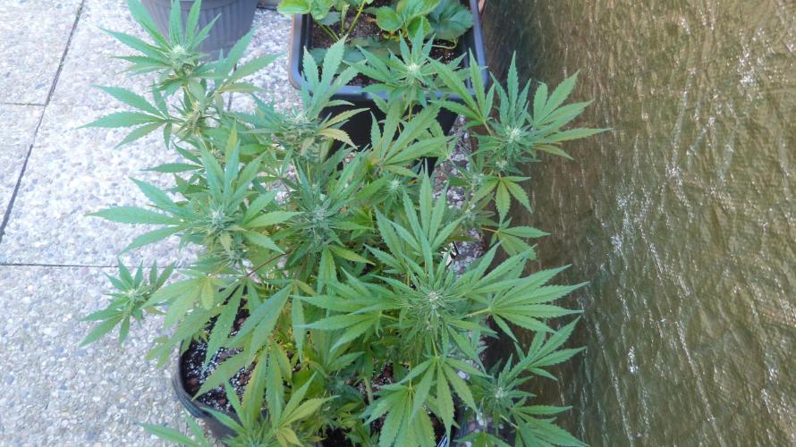 3in1 OUTDOOR Apricot Automatic FastBuds. Week 11 - 25.07.2026