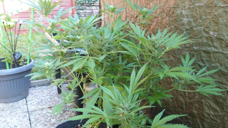 3in1 OUTDOOR Apricot Automatic FastBuds. Week 11 - 25.07.2026