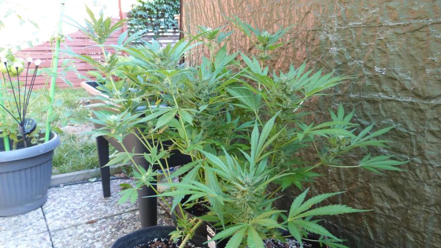 3in1 OUTDOOR Apricot Automatic FastBuds. Week 11 - 25.07.2026