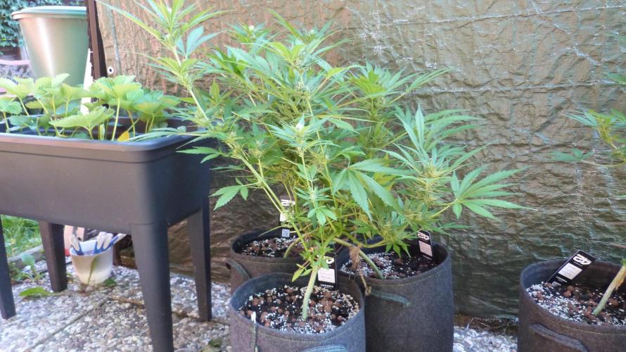 3in1 OUTDOOR Apricot Automatic FastBuds. Week 11 - 25.07.2026