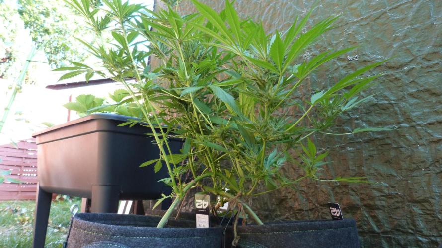 3in1 OUTDOOR Apricot Automatic FastBuds. Week 11 - 25.07.2026