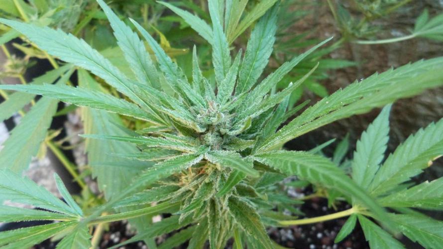 3in1 OUTDOOR Apricot Automatic FastBuds. Week 11 - 25.07.2026