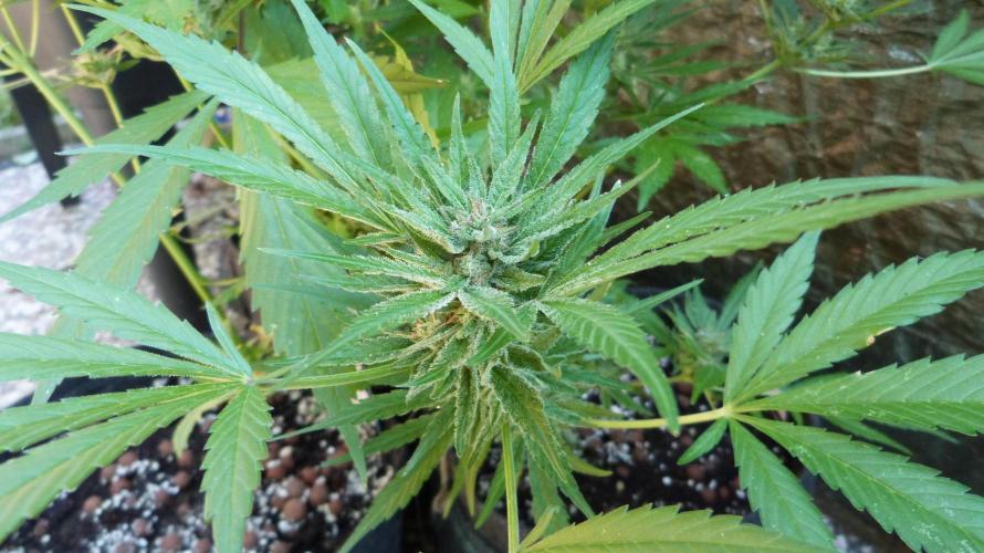 3in1 OUTDOOR Apricot Automatic FastBuds. Week 11 - 25.07.2026