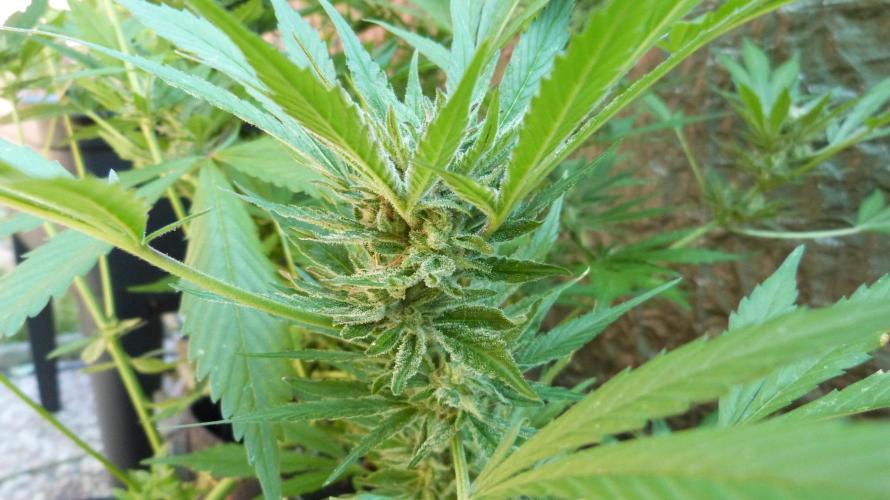 3in1 OUTDOOR Apricot Automatic FastBuds. Week 11 - 25.07.2026