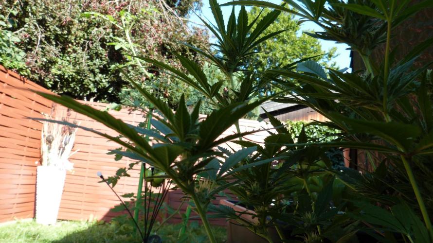 3in1 OUTDOOR Apricot Automatic FastBuds. Week 11 - 25.07.2026