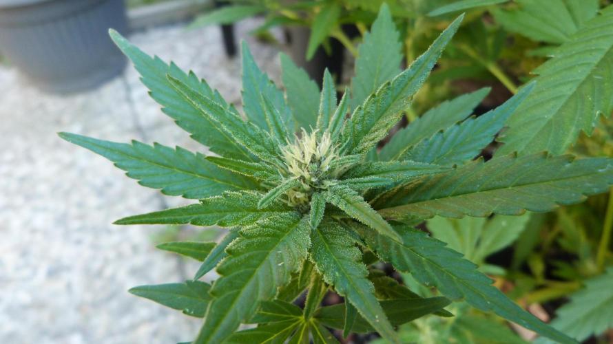 3in1 OUTDOOR Apricot Automatic FastBuds. Week 11 - 25.07.2026