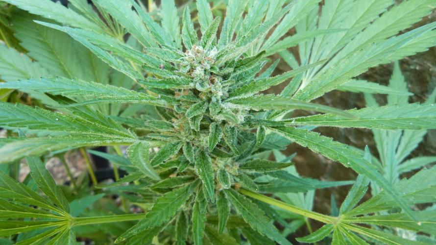 3in1 OUTDOOR Apricot Automatic FastBuds. Week 11 - 25.07.2026