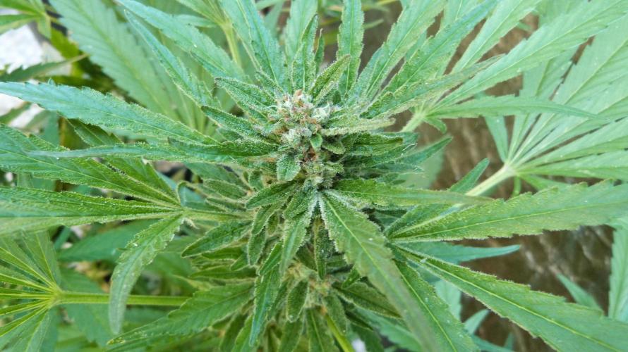 3in1 OUTDOOR Apricot Automatic FastBuds. Week 11 - 25.07.2026