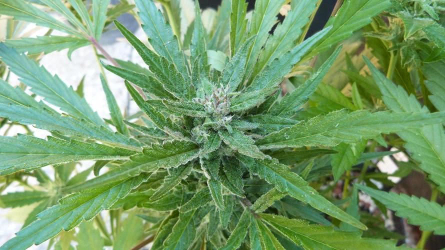 3in1 OUTDOOR Apricot Automatic FastBuds. Week 11 - 25.07.2026
