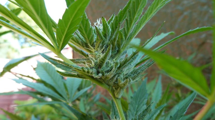 3in1 OUTDOOR Apricot Automatic FastBuds. Week 11 - 25.07.2026