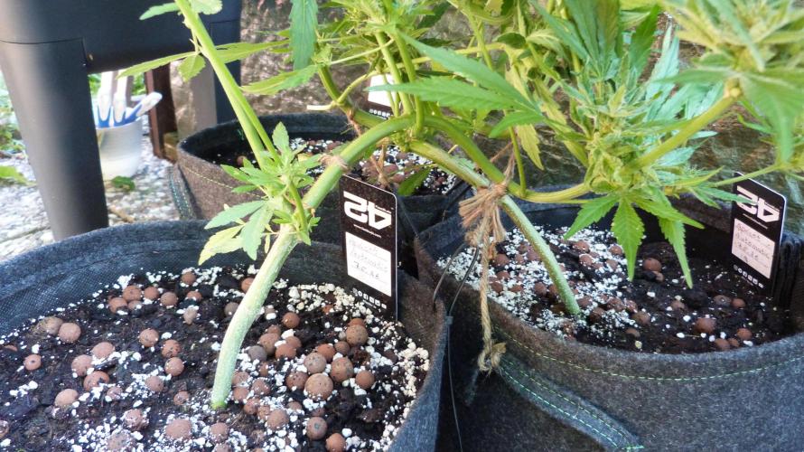 3in1 OUTDOOR Apricot Automatic FastBuds. Week 11 - 25.07.2026