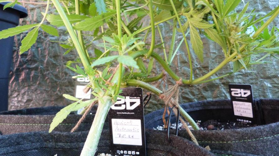 3in1 OUTDOOR Apricot Automatic FastBuds. Week 11 - 25.07.2026