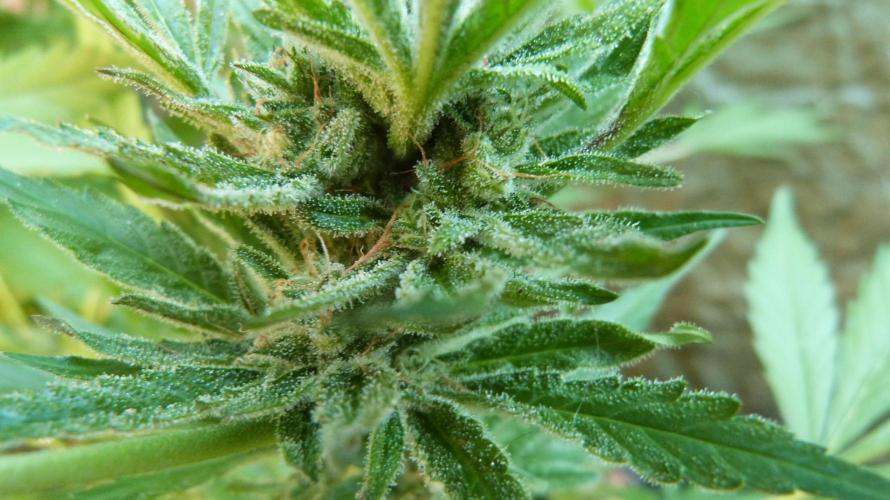 3in1 OUTDOOR Apricot Automatic FastBuds. Week 11 - 25.07.2026