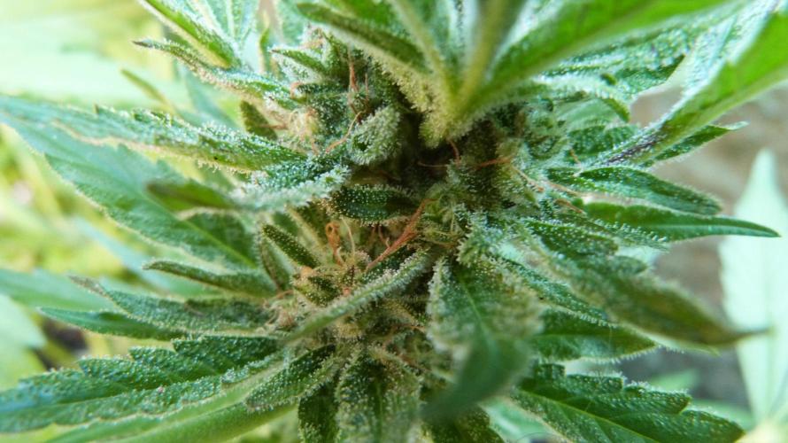 3in1 OUTDOOR Apricot Automatic FastBuds. Week 11 - 25.07.2026
