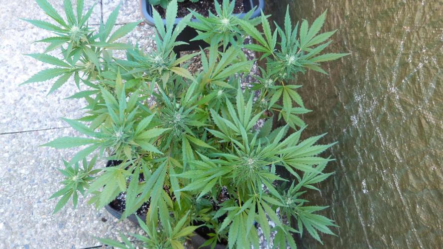 3in1 OUTDOOR Apricot Automatic FastBuds. Week 11 - 25.07.2026