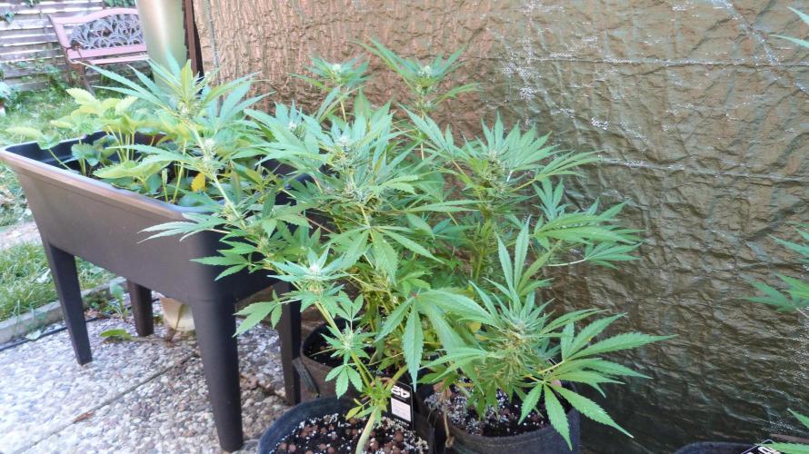 3in1 OUTDOOR Apricot Automatic FastBuds. Week 11 - 25.07.2026