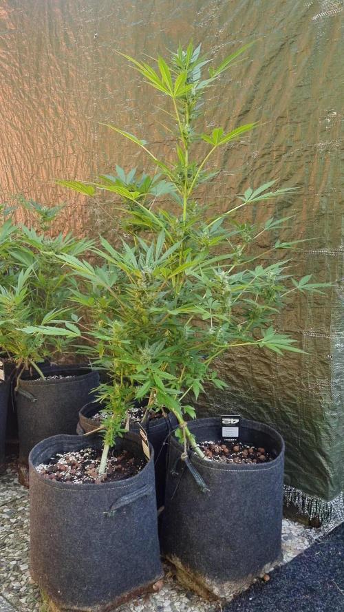 3in1 Outdoor Lemon Cherry Cookies Auto