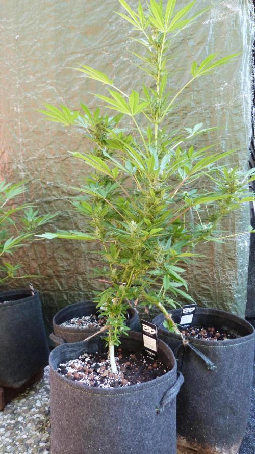 3in1 Outdoor Lemon Cherry Cookies Auto. Week 11 - 25.07.2026