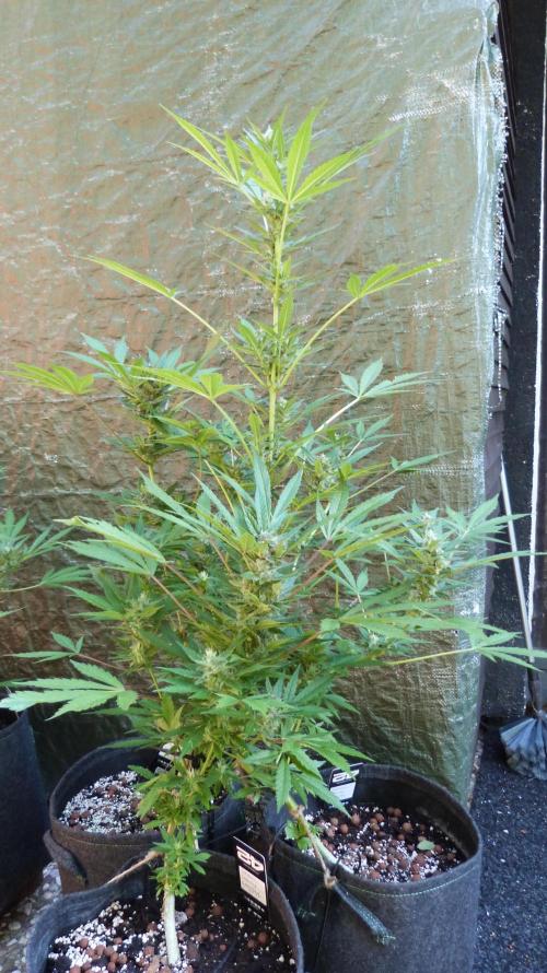 3in1 Outdoor Lemon Cherry Cookies Auto. Week 11 - 25.07.2026
