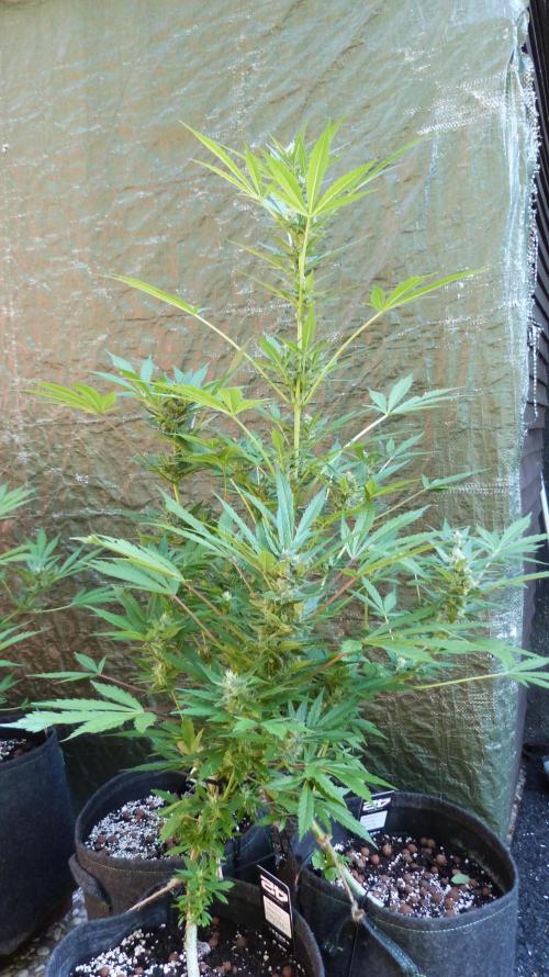 3in1 Outdoor Lemon Cherry Cookies Auto. Week 11 - 25.07.2026