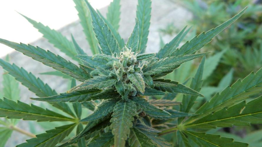 3in1 Outdoor Lemon Cherry Cookies Auto. Week 11 - 25.07.2026