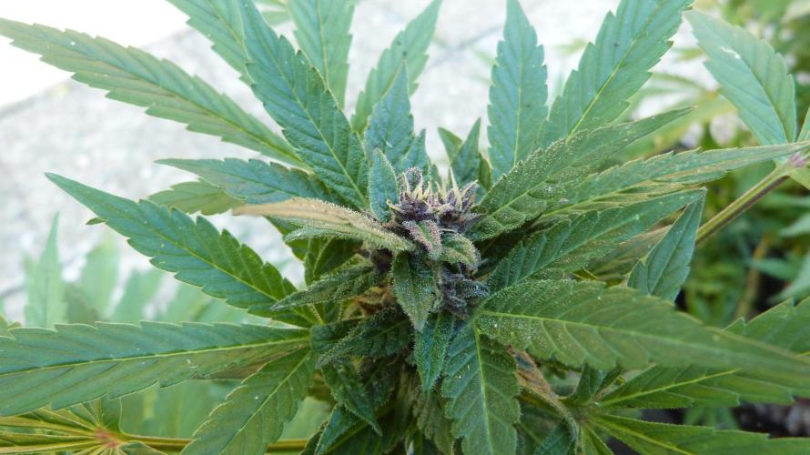 3in1 Outdoor Lemon Cherry Cookies Auto. Week 11 - 25.07.2026