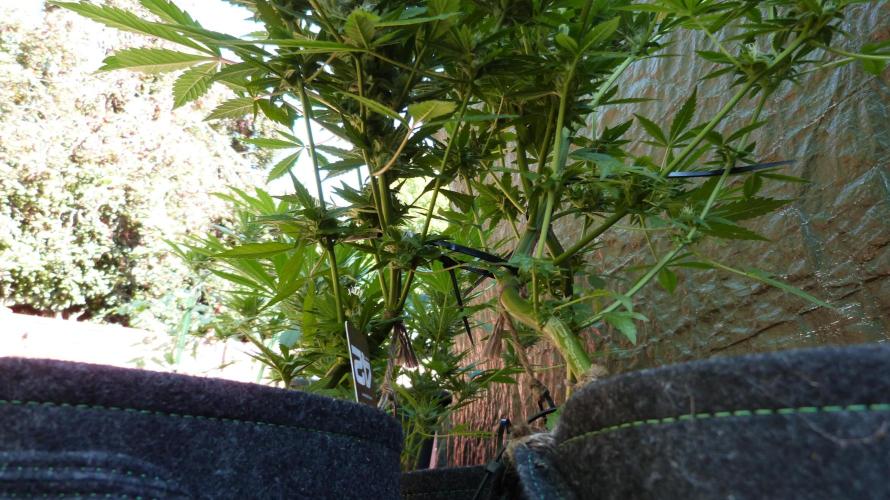 3in1 Outdoor Lemon Cherry Cookies Auto. Week 11 - 25.07.2026