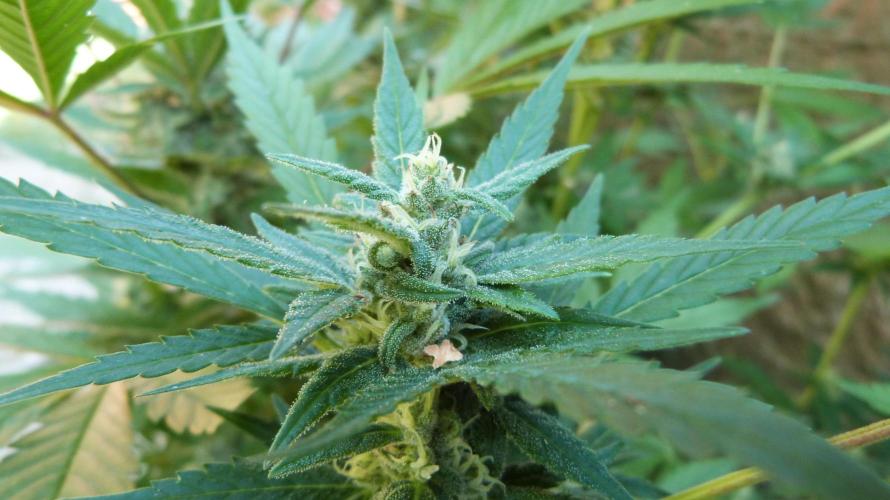 3in1 Outdoor Lemon Cherry Cookies Auto. Week 11 - 25.07.2026