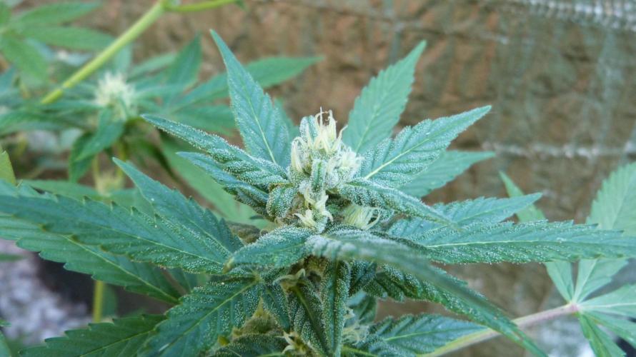 3in1 Outdoor Lemon Cherry Cookies Auto. Week 11 - 25.07.2026