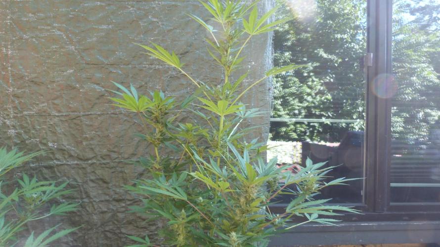 3in1 Outdoor Lemon Cherry Cookies Auto. Week 11 - 25.07.2026