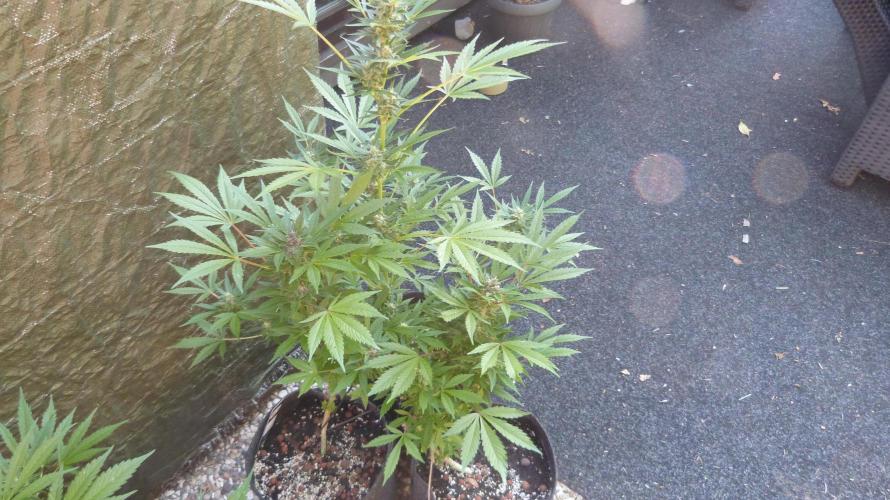 3in1 Outdoor Lemon Cherry Cookies Auto. Week 11 - 25.07.2026